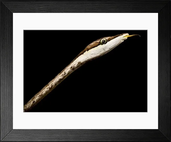 Framed Print : Brown vine snake (Oxybelis aeneus) Framed Print : Brown vine snake (Oxybelis aeneus)