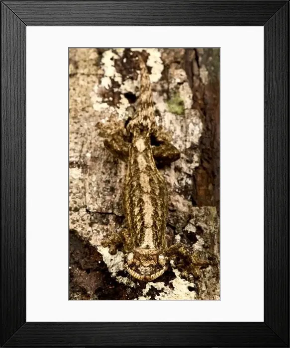 Framed Print : Giant Turniptailed gecko (Thecadactylus rapicauda)
