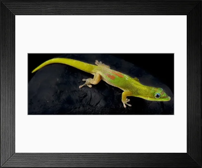 Framed Print : Gold dust day gecko (Phelsuma laticauda)