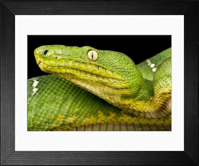 Framed Print : Green tree boa (Corallus caninus) Framed Print : Green tree boa (Corallus caninus)