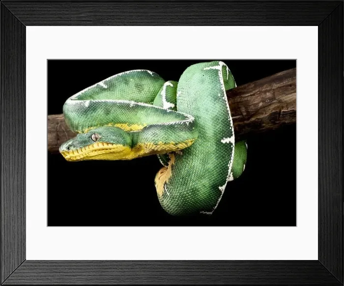 Framed Print : Northern Amazonian green tree boa (Corallus batesi) Framed Print : Northern Amazonian green tree boa (Corallus batesi)