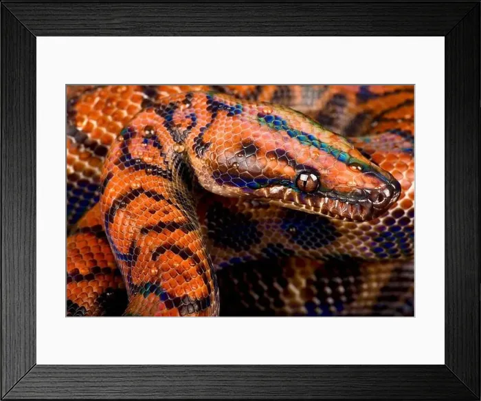 Framed Print : Marajo island rainbow boa (Epicrates cenchria barbouri) Framed Print : Marajo island rainbow boa (Epicrates cenchria barbouri)