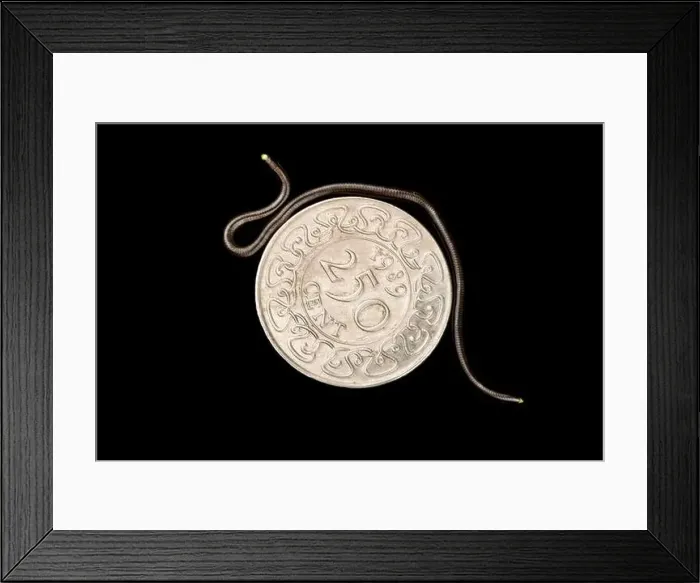 Framed Print : Guyana Treadsnake (Epictia tenella) Framed Print : Guyana Treadsnake (Epictia tenella)