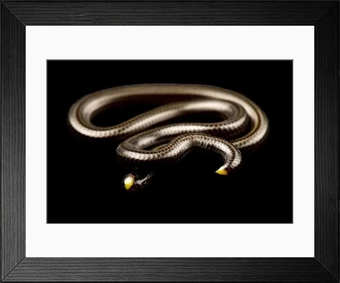 Framed Print : Guyana Treadsnake (Epictia tenella) Framed Print : Guyana Treadsnake (Epictia tenella)