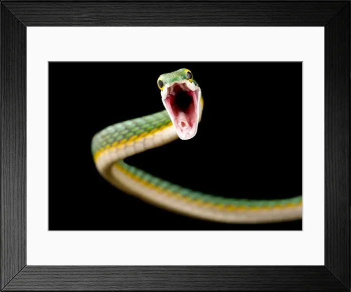 Framed Print : Parrotsnake (Leptophis ahaetulla) attacking Framed Print : Parrotsnake (Leptophis ahaetulla) attacking