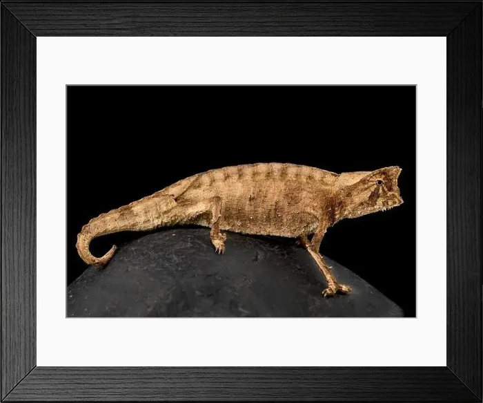 Framed Print : Perinet leaf chameleon (Brookesia therezieni) Framed Print : Perinet leaf chameleon (Brookesia therezieni)