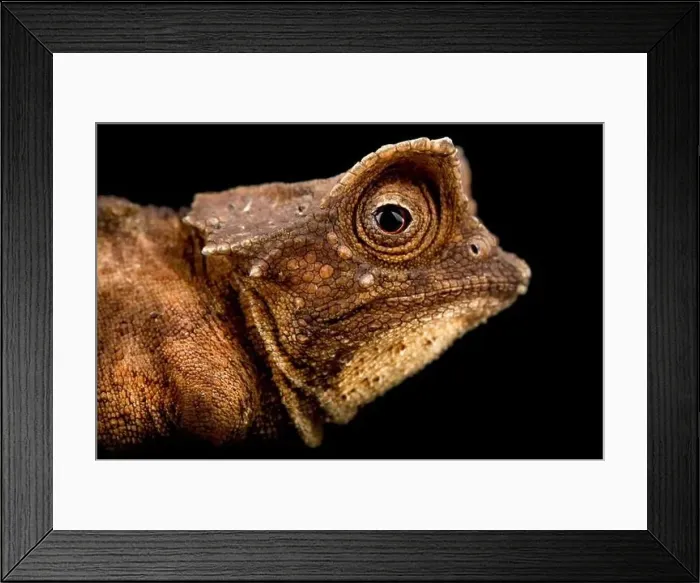 Framed Print : Plated leaf chameleon (Brookesia stumpffi) Framed Print : Plated leaf chameleon (Brookesia stumpffi)