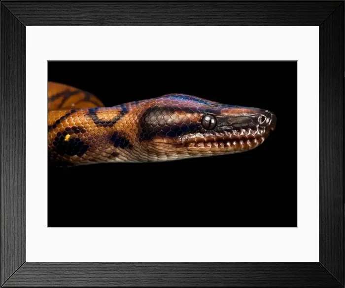 Framed Print : Rainbow boa (Epicrates cenchria cenchria) Framed Print : Rainbow boa (Epicrates cenchria cenchria)