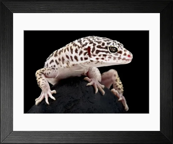 Framed Print : Satpura Eyelid Gecko (Eublepharis satpuraensis) Framed Print : Satpura Eyelid Gecko (Eublepharis satpuraensis)