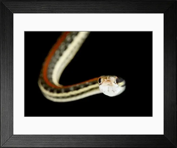 Framed Print : Redstripe Ribbon Snake (Thamnophis proximus rubrilineatus) Framed Print : Redstripe Ribbon Snake (Thamnophis proximus rubrilineatus)