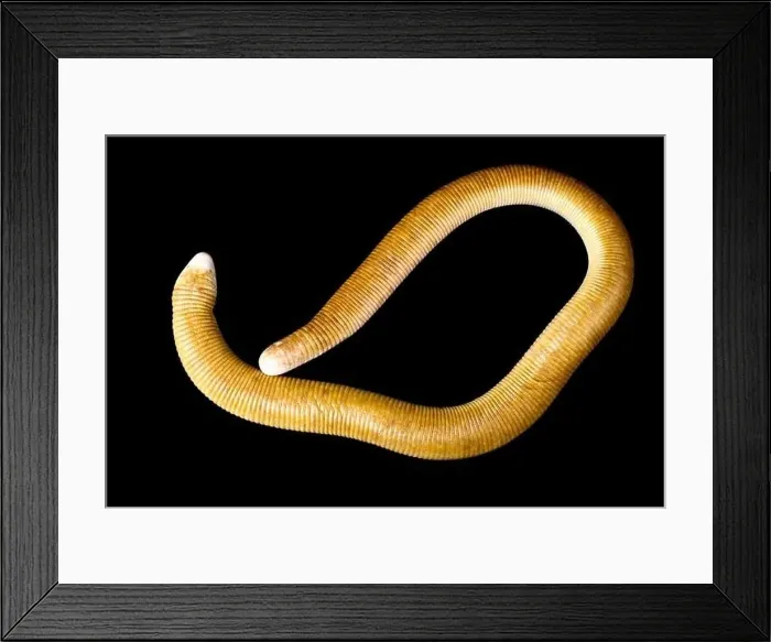 Framed Print : Red Worm Lizard (Amphisbaena alba) Framed Print : Red Worm Lizard (Amphisbaena alba)