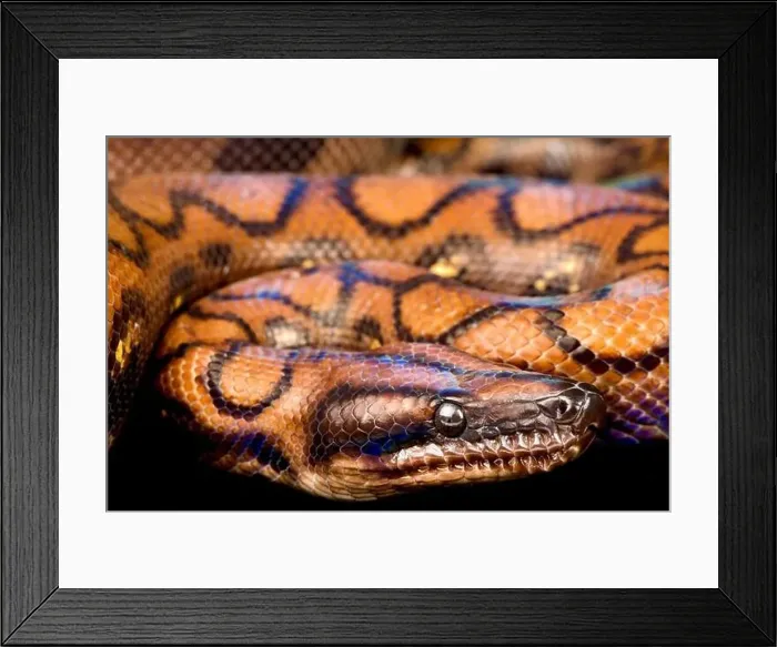Framed Print : Rainbow boa (Epicrates cenchria cenchria) Framed Print : Rainbow boa (Epicrates cenchria cenchria)