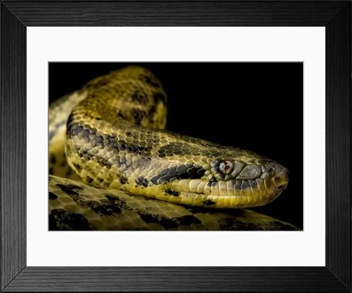 Framed Print : Yellow Anaconda (Eunectes notaeus) Framed Print : Yellow Anaconda (Eunectes notaeus)