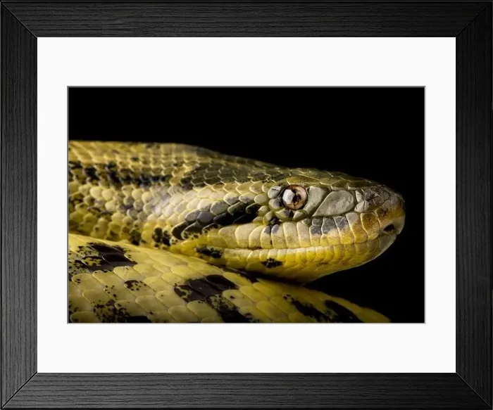 Framed Print : Yellow Anaconda (Eunectes notaeus) Framed Print : Yellow Anaconda (Eunectes notaeus)