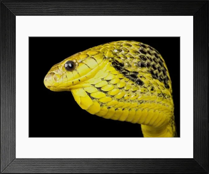 Framed Print : Yellow-bellied puffing snake (Pseustes sulphureus) Framed Print : Yellow-bellied puffing snake (Pseustes sulphureus)