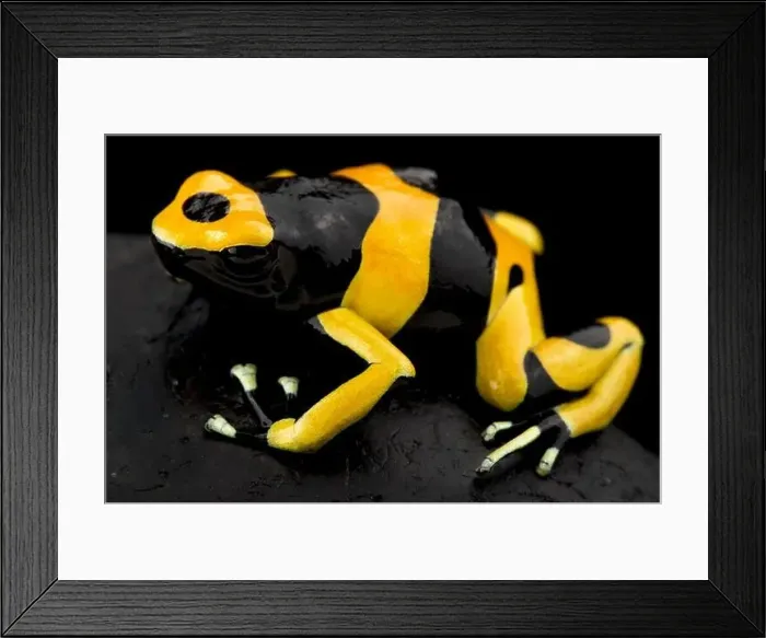 Framed Print : Yellow-banded poison dart frog (Dendrobates leucomelas) Framed Print : Yellow-banded poison dart frog (Dendrobates leucomelas)