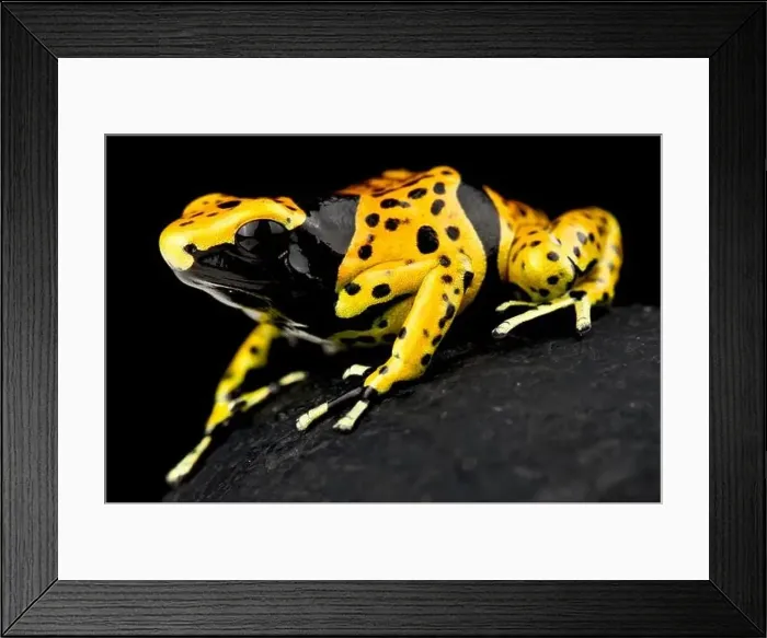Framed Print : Yellow-banded poison dart frog (Dendrobates leucomelas) Framed Print : Yellow-banded poison dart frog (Dendrobates leucomelas)