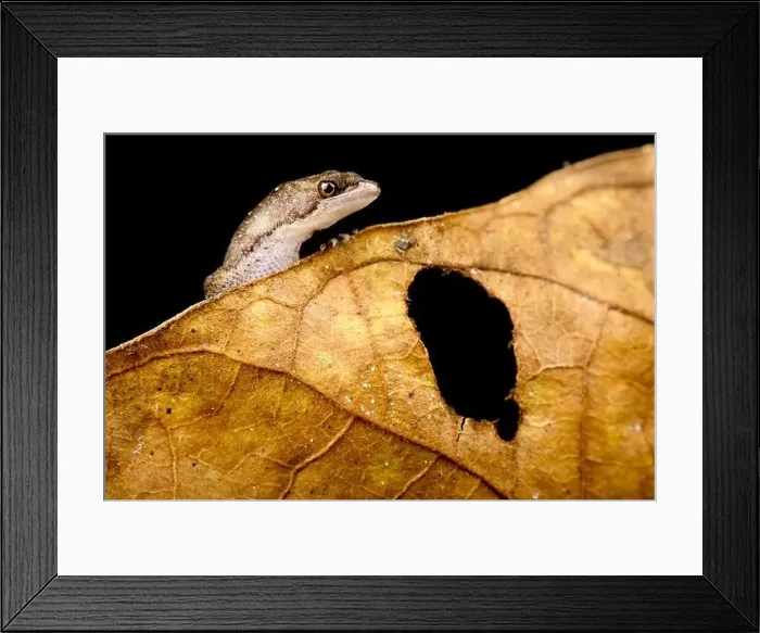 Framed Print : Amazonian dwarf gecko (Chatogekko amazonicus) Framed Print : Amazonian dwarf gecko (Chatogekko amazonicus)