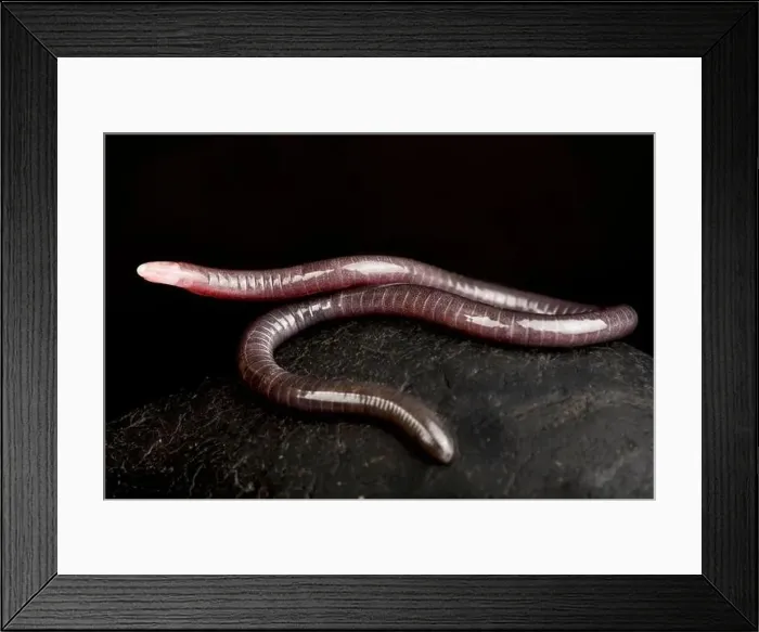 Framed Print : Dark dwarf caecilian (Microcaecilia unicolor) Framed Print : Dark dwarf caecilian (Microcaecilia unicolor)