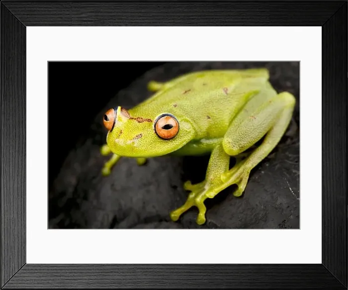 Framed Print : Demerara Falls tree frog (Moana cinerascens) Framed Print : Demerara Falls tree frog (Moana cinerascens)