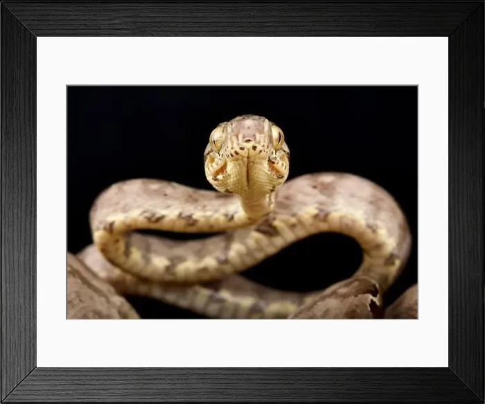 Framed Print : Garden tree boa (Corallus hortulana)