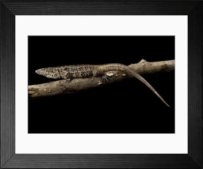Framed Print : Golden Tegu (Tupinambis teguixin) Framed Print : Golden Tegu (Tupinambis teguixin)
