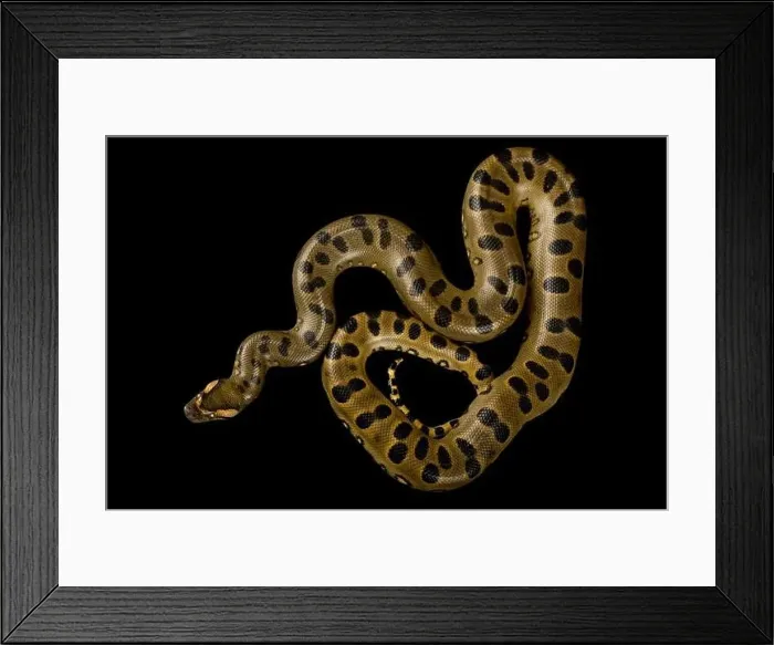 Framed Print : Green Anaconda (Eunectes murinus) Framed Print : Green Anaconda (Eunectes murinus)