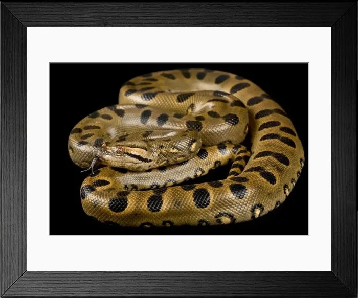 Framed Print : Green Anaconda (Eunectes murinus) Framed Print : Green Anaconda (Eunectes murinus)