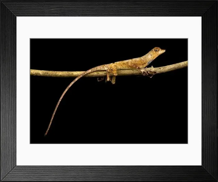 Framed Print : Goldenscale Anole (Norops nitens) Framed Print : Goldenscale Anole (Norops nitens)