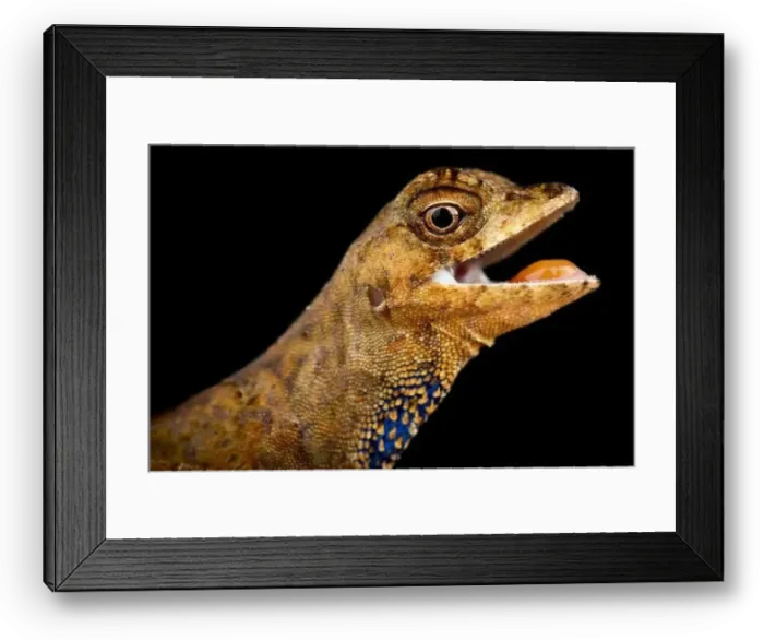 Framed Print : Goldenscale Anole (Norops nitens) Framed Print : Goldenscale Anole (Norops nitens)