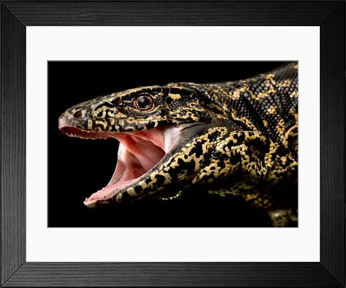 Framed Print : Golden Tegu (Tupinambis teguixin) Framed Print : Golden Tegu (Tupinambis teguixin)