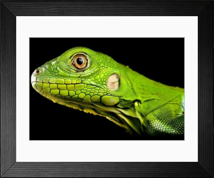 Framed Print : Green iguana (Iguana iguana) juvenile Framed Print : Green iguana (Iguana iguana) juvenile