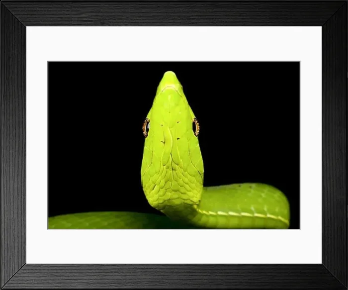 Framed Print : Green vine snake (Oxybelis fulgidus) Framed Print : Green vine snake (Oxybelis fulgidus)