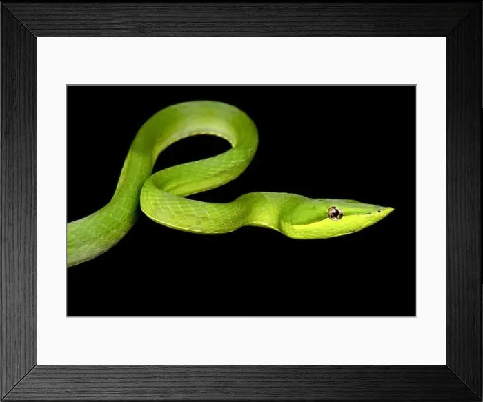 Framed Print : Green vine snake (Oxybelis fulgidus) Framed Print : Green vine snake (Oxybelis fulgidus)