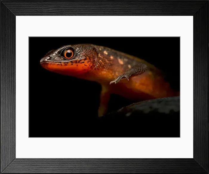 Framed Print : Guyana root tegu (Loxopholis guianense)