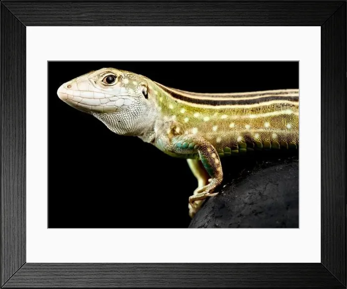 Framed Print : Rainbow whiptail (Cnemidophorus lemniscatus) from all female population Framed Print : Rainbow whiptail (Cnemidophorus lemniscatus) from all female population