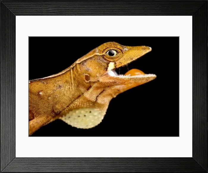 Framed Print : ©Matthijs Kuijpers Framed Print : ©Matthijs Kuijpers