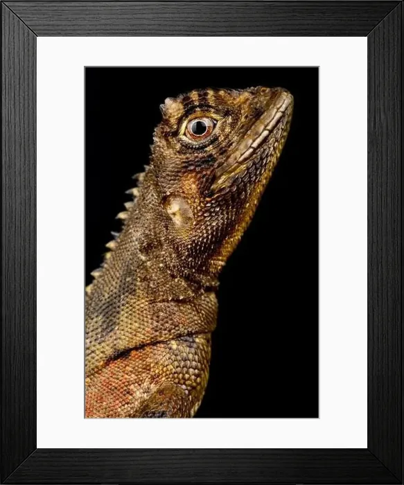 Framed Print : Mophead iguana (Uranoscodon superciliosus)