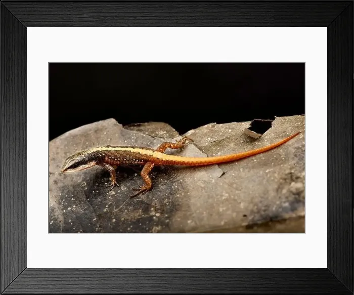 Framed Print : Striped dwarf tegu (Arthrosaura kockii) Framed Print : Striped dwarf tegu (Arthrosaura kockii)