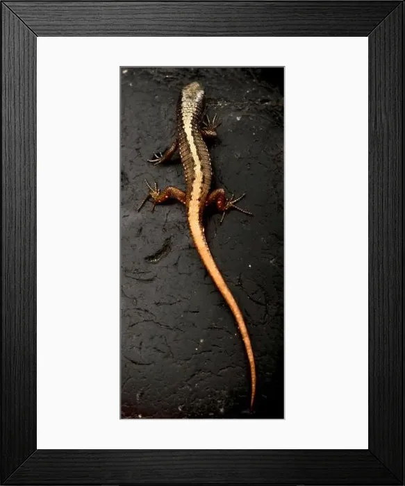 Framed Print : Striped dwarf tegu (Arthrosaura kockii) Framed Print : Striped dwarf tegu (Arthrosaura kockii)