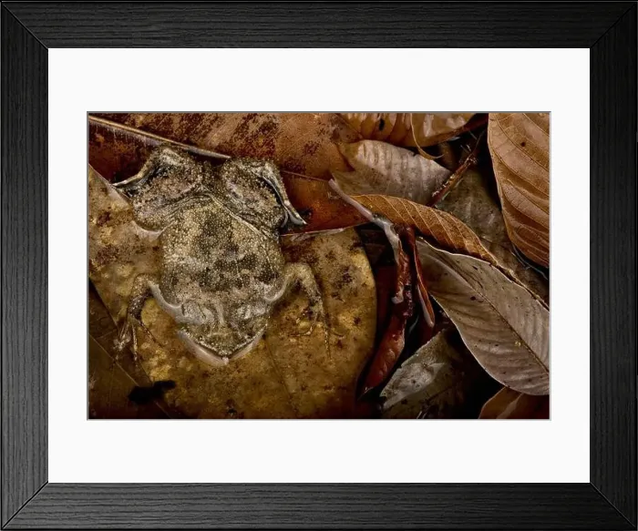 Framed Print : Suriname toad (Pipa pipa) Framed Print : Suriname toad (Pipa pipa)