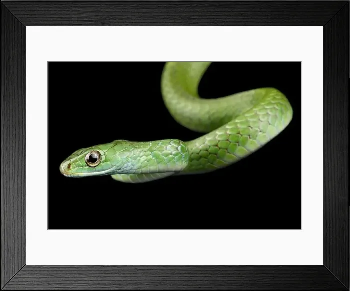 Framed Print : Wagler's Sipo (Chironius scurrulus) juvenile Framed Print : Wagler's Sipo (Chironius scurrulus) juvenile