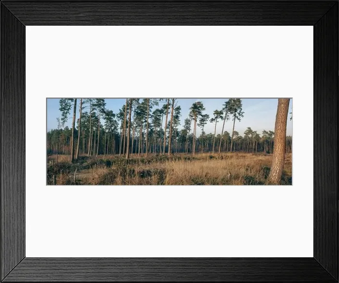Framed Print : Panorama of a sparse coniferous forest against the backdrop of sunlit grasses Framed Print : Panorama of a sparse coniferous forest against the backdrop of sunlit grasses