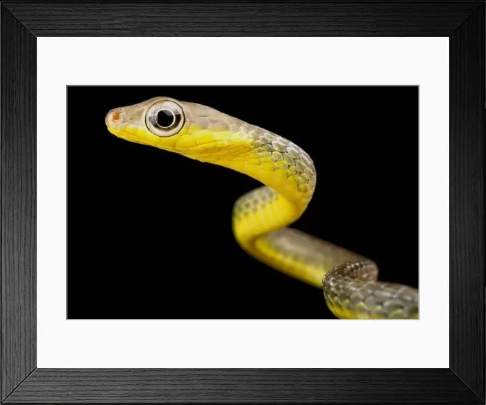 Framed Print : Amazon whip snake (Chironius carinatus) Framed Print : Amazon whip snake (Chironius carinatus)