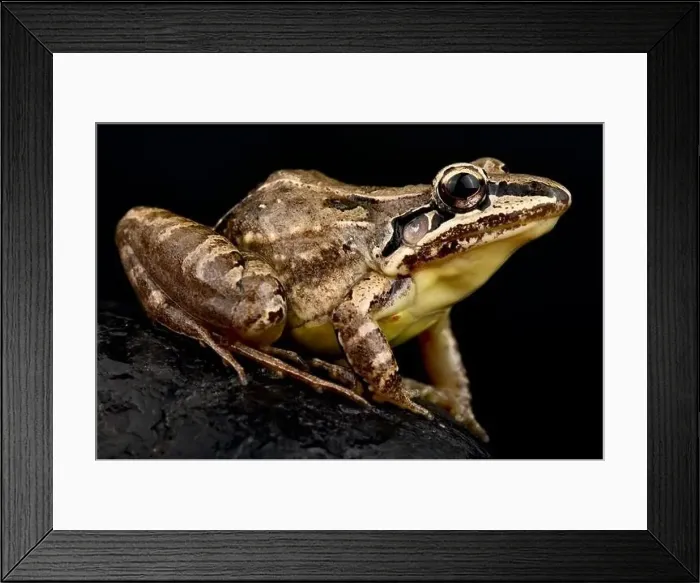 Framed Print : Long-faced whistling frog (Leptodactylus longirostris) Framed Print : Long-faced whistling frog (Leptodactylus longirostris)