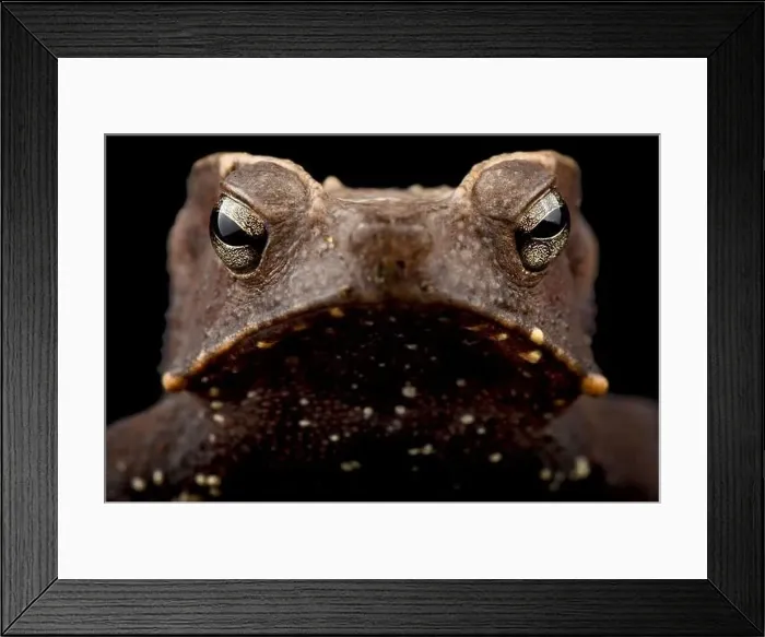 Framed Print : Marty's mitred toad (Rhinella martyi) Framed Print : Marty's mitred toad (Rhinella martyi)