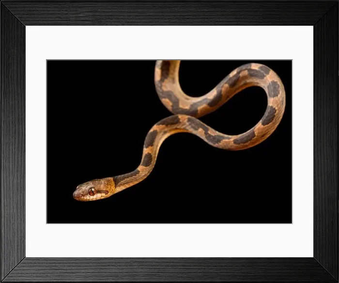 Framed Print : Banded cat-eyed snake (Leptodeira annulata) Framed Print : Banded cat-eyed snake (Leptodeira annulata)