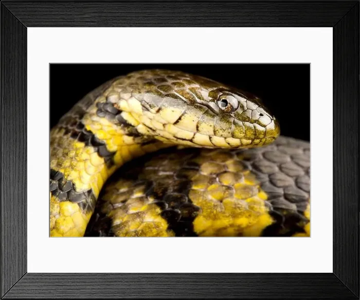 Framed Print : Banded waternsnake (Helicops angulatus) Framed Print : Banded waternsnake (Helicops angulatus)