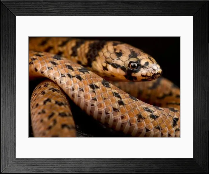 Framed Print : Neckband ground snake (Atractus torquatus) Framed Print : Neckband ground snake (Atractus torquatus)