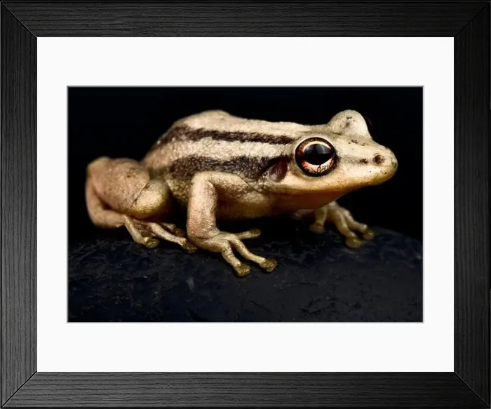 Framed Print : Red snouted tree frog (Scinax ruber) Framed Print : Red snouted tree frog (Scinax ruber)